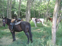 Outrider Horses at Camp