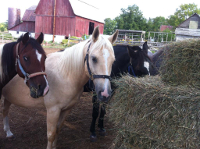 horses in the pasture at Outrider Horseback Riding