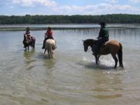 taking Outrider Horses for a walk in a lake in Northern Michigan